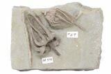 Fossil Crinoid Plate (Two Species) - Crawfordsville, Indiana #197533-3